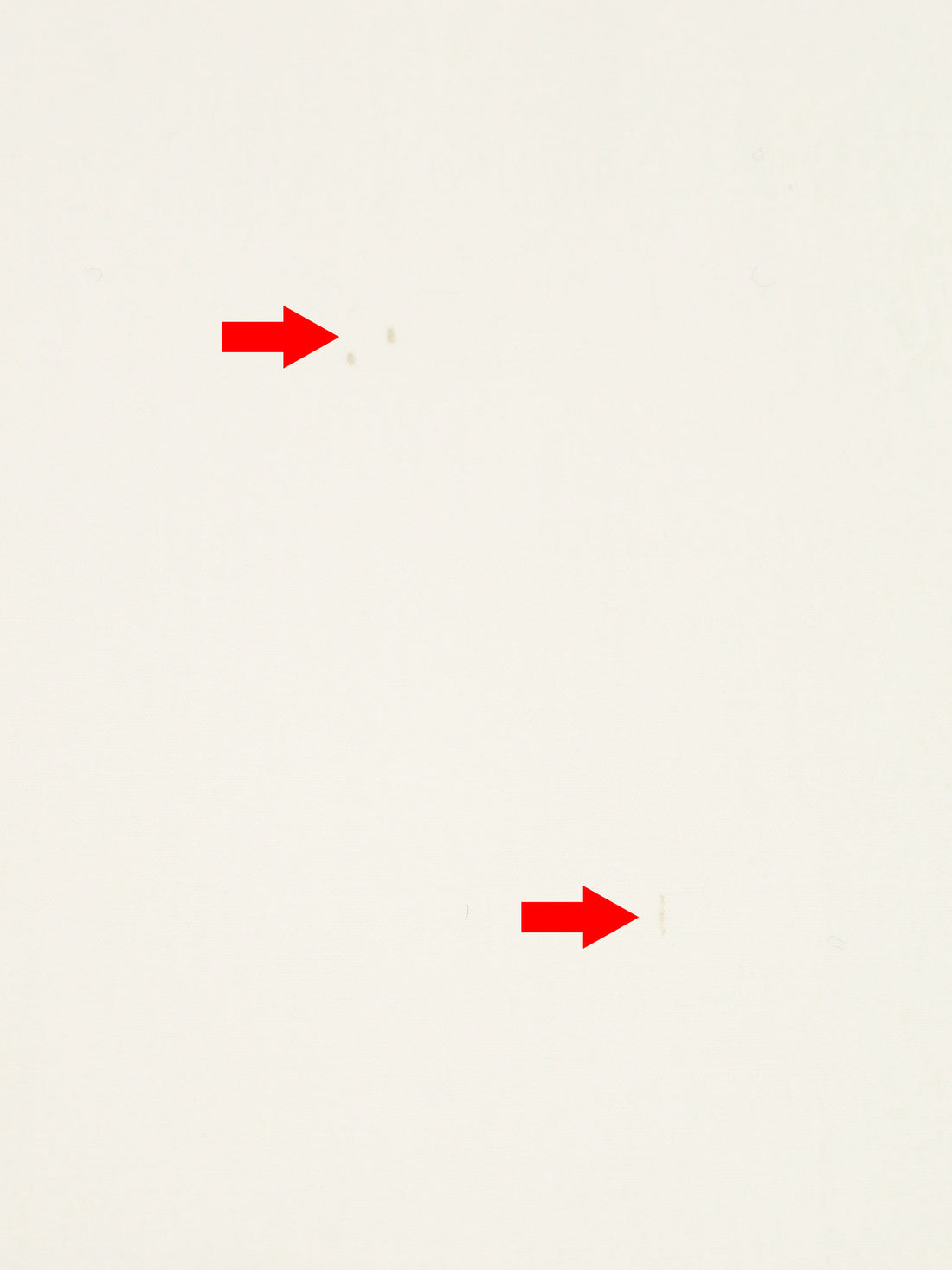 SOLD AS IS ONLY - Warm White Polyester/Cotton Broadcloth 42W